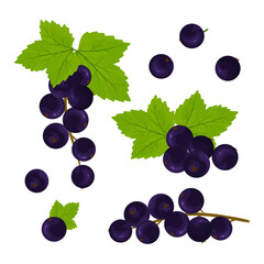 Black currant. A set of berries. Color vector