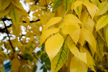 Obraz premium group of yellow leaves