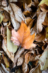 yellow leaf on autumn leaves