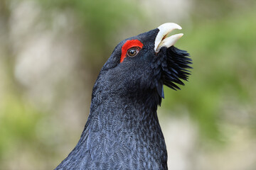 Auerhahn Brunft in den Alpen
Mating season grouse in the Alps