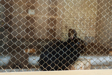 Black rabbit behind the net in the barn for rabbits on the farm.