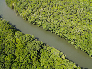 Mangrove forest in Central America