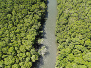 Mangrove forest and river system