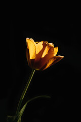 Yellow tulip on black background. - obrazy, fototapety, plakaty