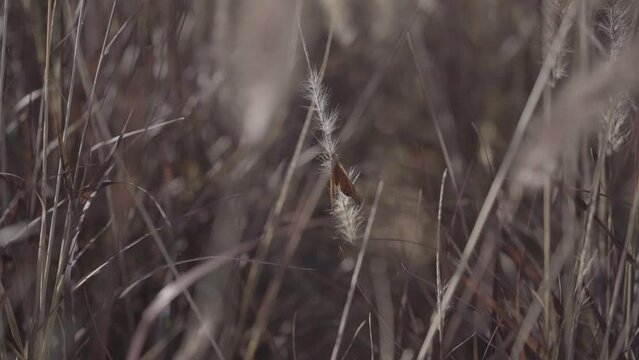 Borboleta na Natureza