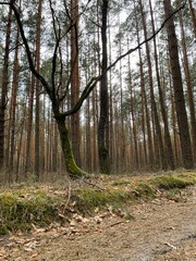 footpath in the woods