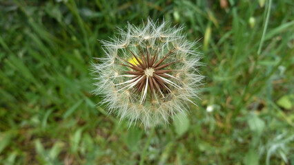 Fototapeta premium Piante e fiori selvatici