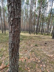 forest in spring