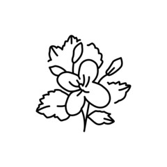 Celandine plant color line icon. Pictogram for web page