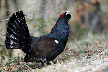 Auerhahn Brunft in den Alpen
Mating season grouse in the Alps