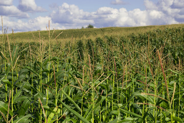 corn field in summer with cloudy sky