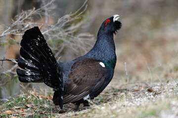 Auerhahn Brunft in den Alpen
Mating season grouse in the Alps