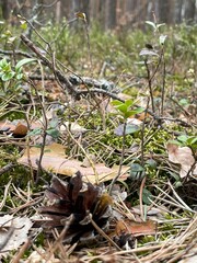 tspring in the fores