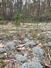 tspring in the fores