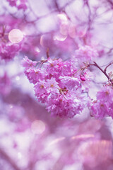 Wiśnia piłkowana, delikatne różowe kwiatuszki na drzewie w ogrodzie wiosną w promieniach...