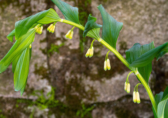 Solomon‘s seal, Polygonatum multiflorum. Green stem with tubular, bell shaped.