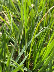 dew on the grass