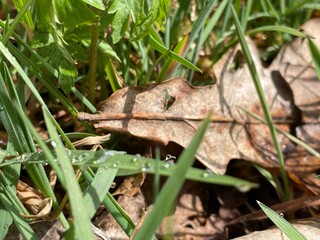 dew on the grass
