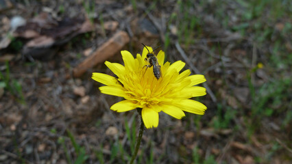 Piante e fiori selvatici