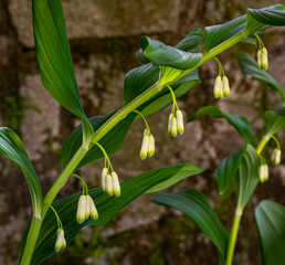 Solomon‘s seal, Polygonatum multiflorum. Green stem with tubular, bell shaped.