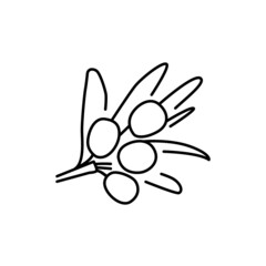 Sea buckthorn plant color line icon. Pictogram for web page