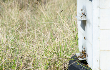 Colmena de abejas de cerca con abejas entrando y saliendo