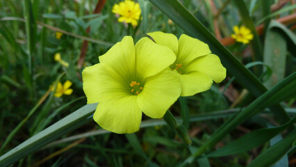 Piante e fiori selvatici