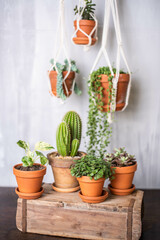 Makramee Blumenampel und verschiedene Zimmerpflanzen – Urban Jungle Trend
