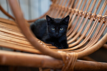 Czarny kot na fotelu