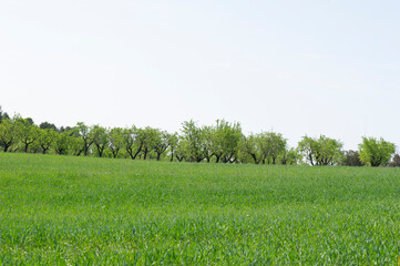 Fototapeta premium Campo de trico con campo de almendros en el límite