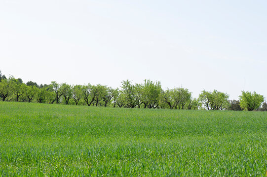 Campo de trico con campo de almendros en el l&iacute;mite