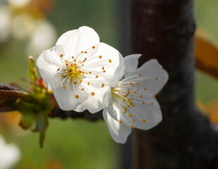 Beautiful cherry tree (cerasus) flowers 