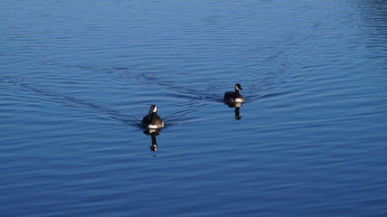 wild ducks on a lake on a spring evening in a city in Germany