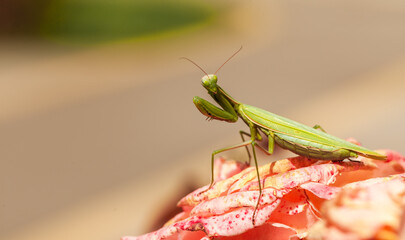 Macro shot of a Green praying mantis in defensive pose. Close up photo of mantis religiosa on the green background.