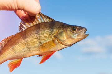 Live perch fish against the blue sky. Fishing concept
