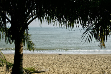sea, beach and palm tree