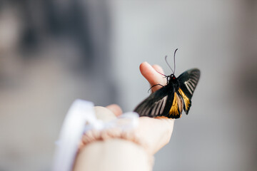 beautiful butterfly fluttering on the hand