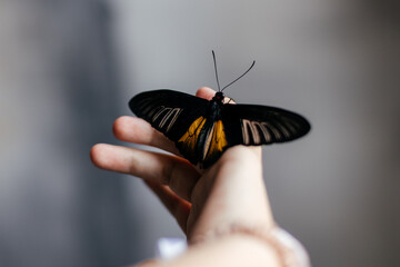 beautiful butterfly fluttering on the hand