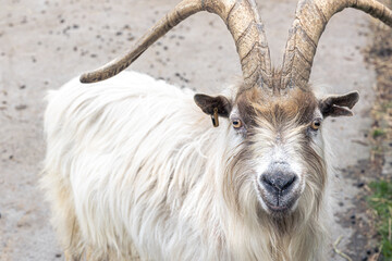 Beautiful horned goat close-up in the wild.