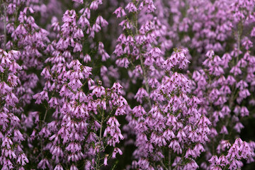 Spanish heath pink flowers
