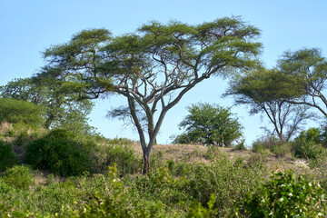 Wildlife in Tarengire National Park, Tanzania