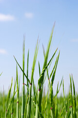 Trigo de cerca brotando y escabezandose sobre fondo de cielo