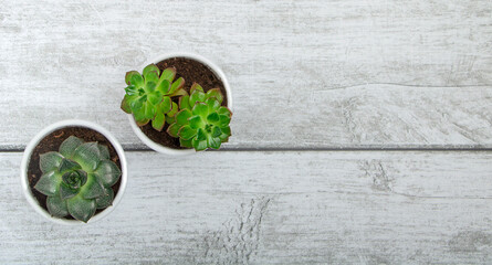 House plants succulent on grey wooden background flatly. Home gardening concept