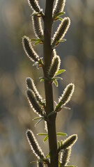 spring buds of plants and flowers by the lake on a spring evening in the city of Germany