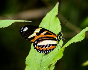 Orange, yellow, white and black butterfly perched on a green leaf