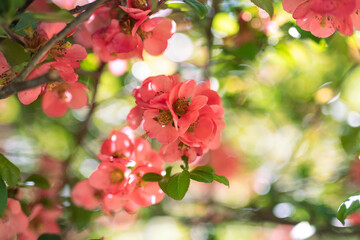 Chaenomeles japonica, called the Japanese quince or Maule's quince pink blossom in spring
