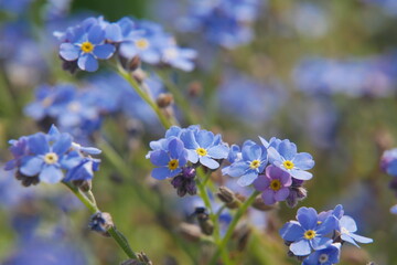 Petites fleurs bleues. Myosotis