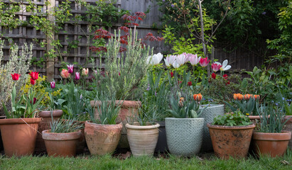 Fototapeta na wymiar Variety of terracotta flower pots in spring in a suburban garden in Pinner, north west London, with flowers including colourful tulips and lavender.