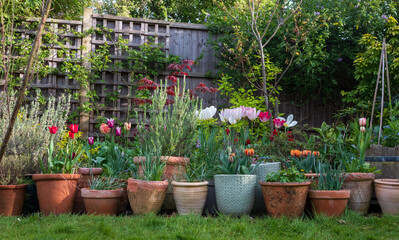Variety of terracotta flower pots in spring in a suburban garden in Pinner, north west London, with...