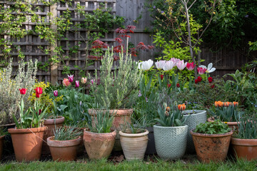 Variety of terracotta flower pots in spring in a suburban garden in Pinner, north west London, with flowers including  colourful tulips and lavender.